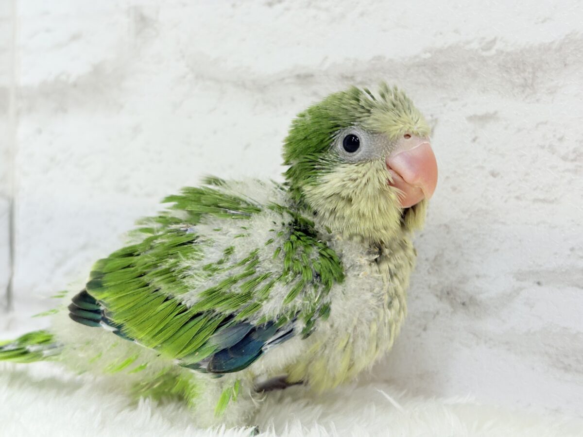 みんなをメロメロにしちゃうぞ🐥💖オキナインコ(グリーン) ヒナ オキナインコ