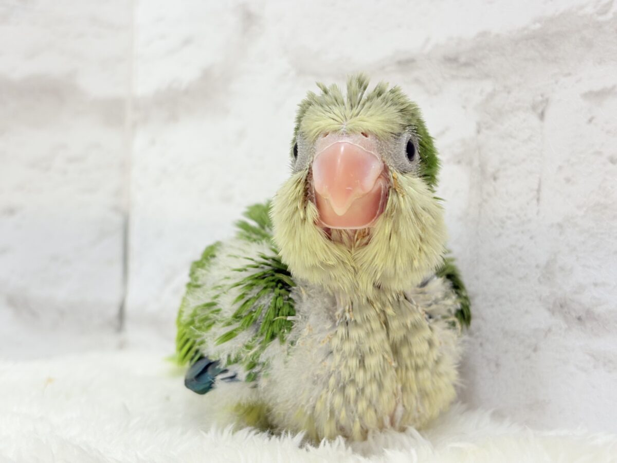 みんなをメロメロにしちゃうぞ🐥💖オキナインコ(グリーン) ヒナ オキナインコ