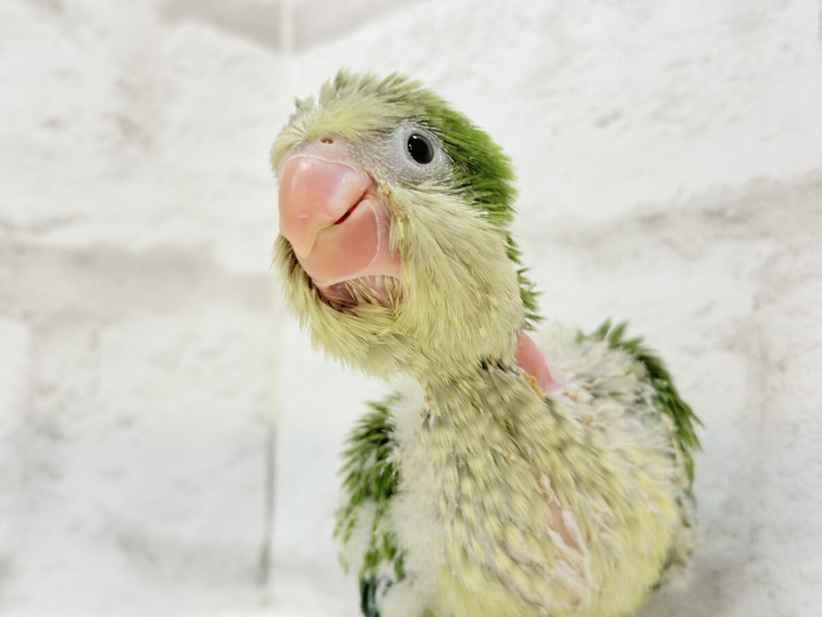 みんなをメロメロにしちゃうぞ🐥💖オキナインコ(グリーン) ヒナ オキナインコ