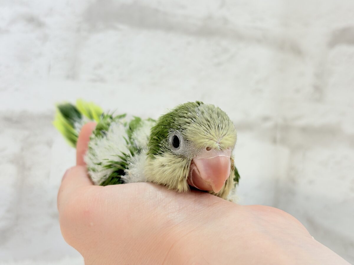 オキナインコ