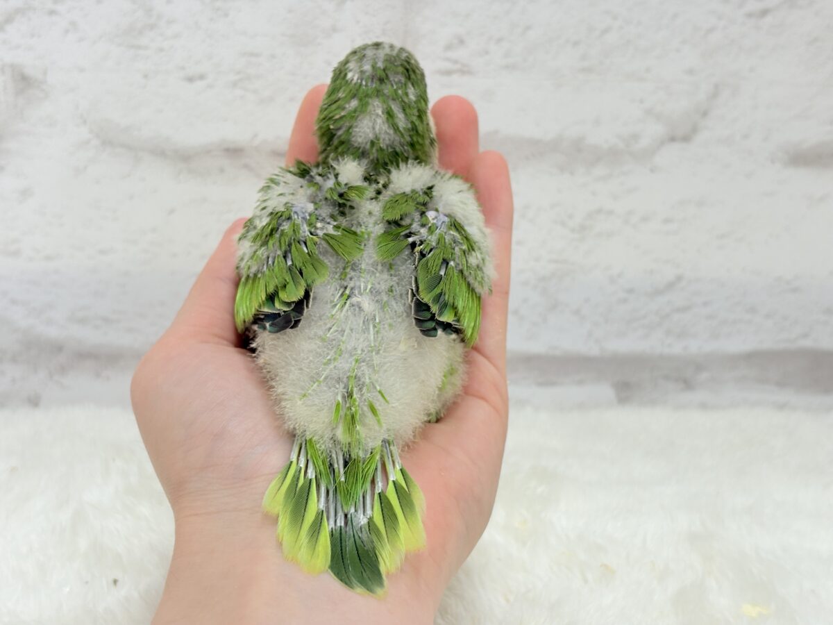 オキナインコ