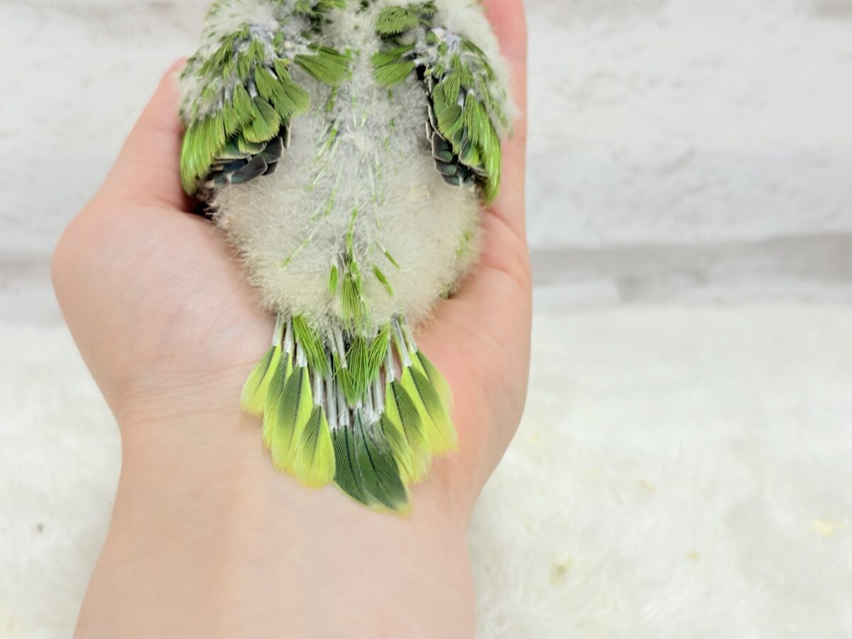 オキナインコ