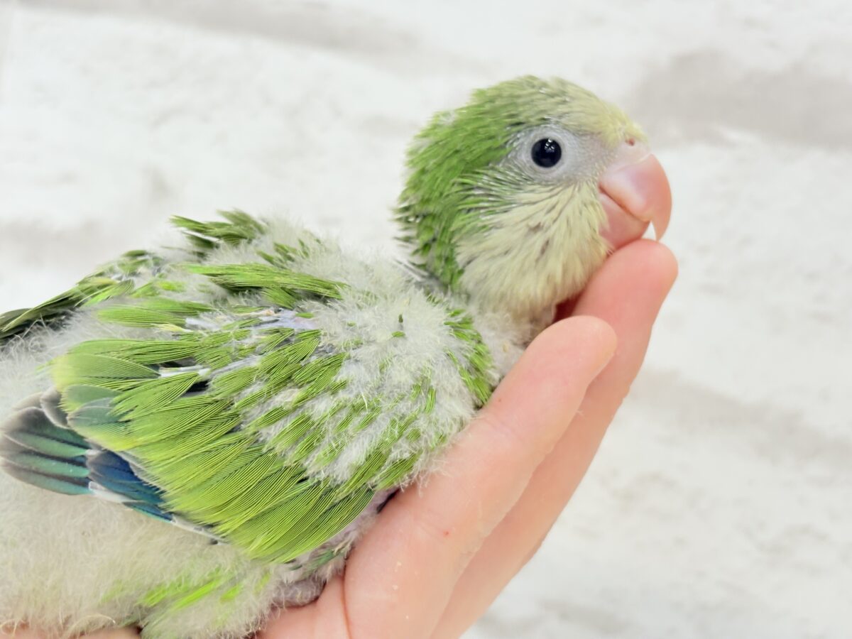 オキナインコ