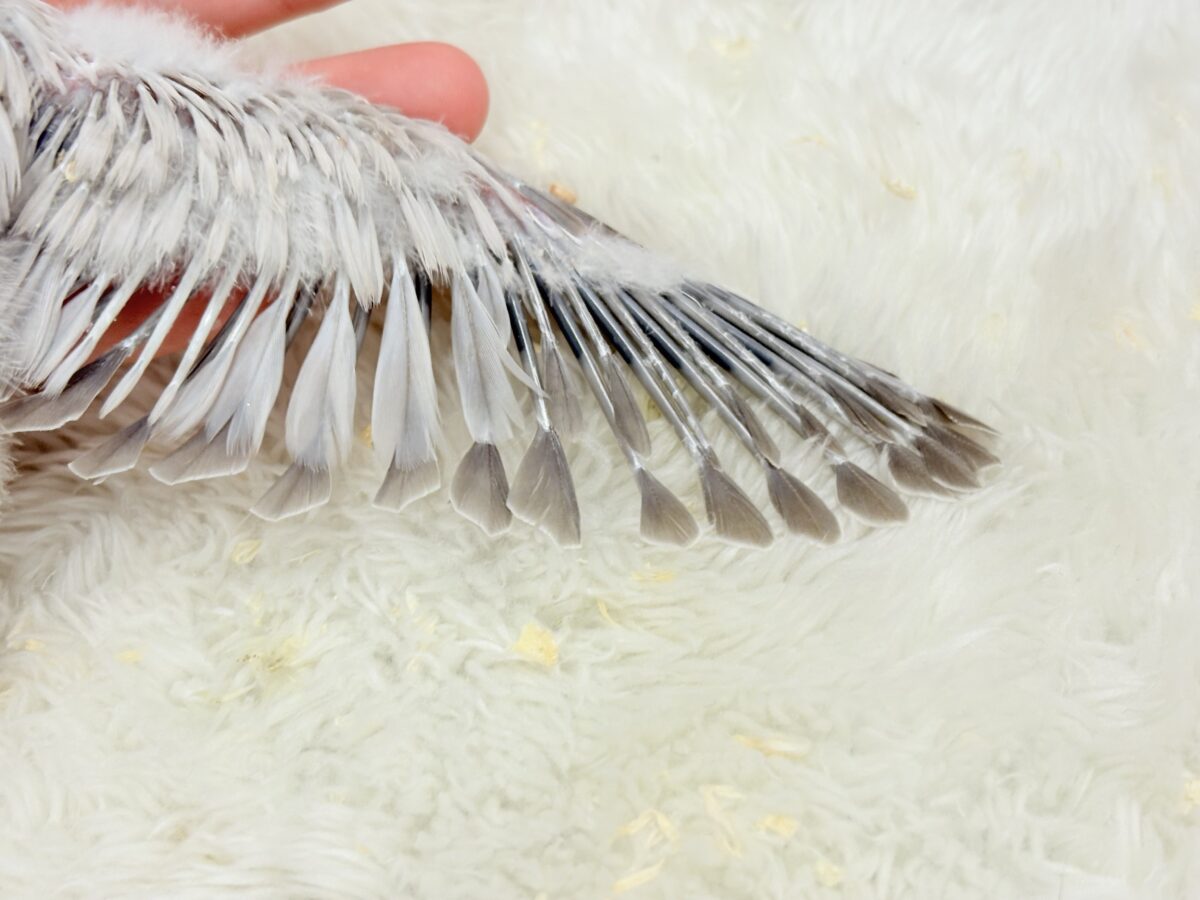 どんぐりクチバシの雪だるま⛄️💜オキナインコ(コバルトパリドオパーリン) ヒナ オキナインコ