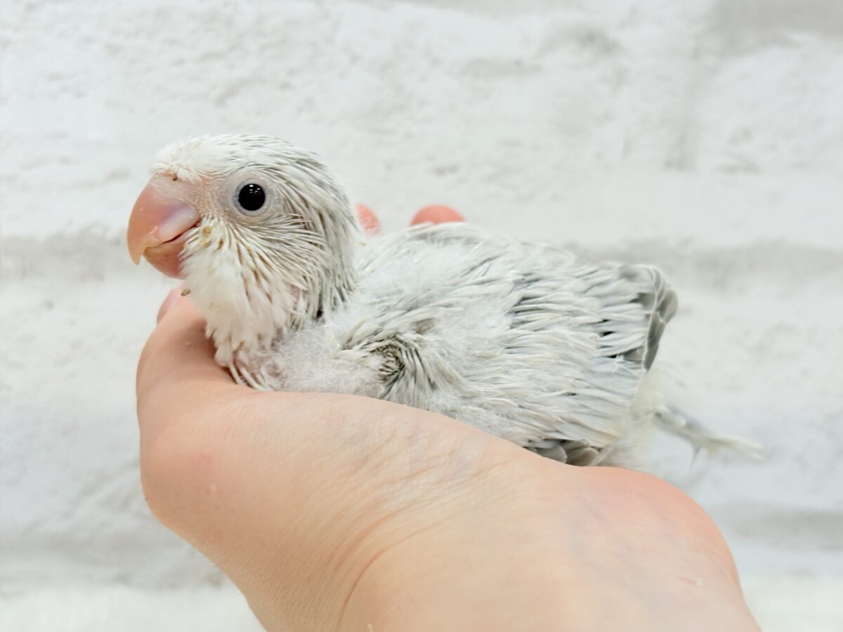 オキナインコ
