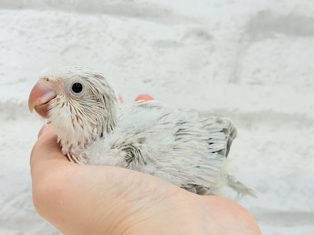 どんぐりクチバシの雪だるま⛄️💜オキナインコ(コバルトパリドオパーリン) ヒナ オキナインコ