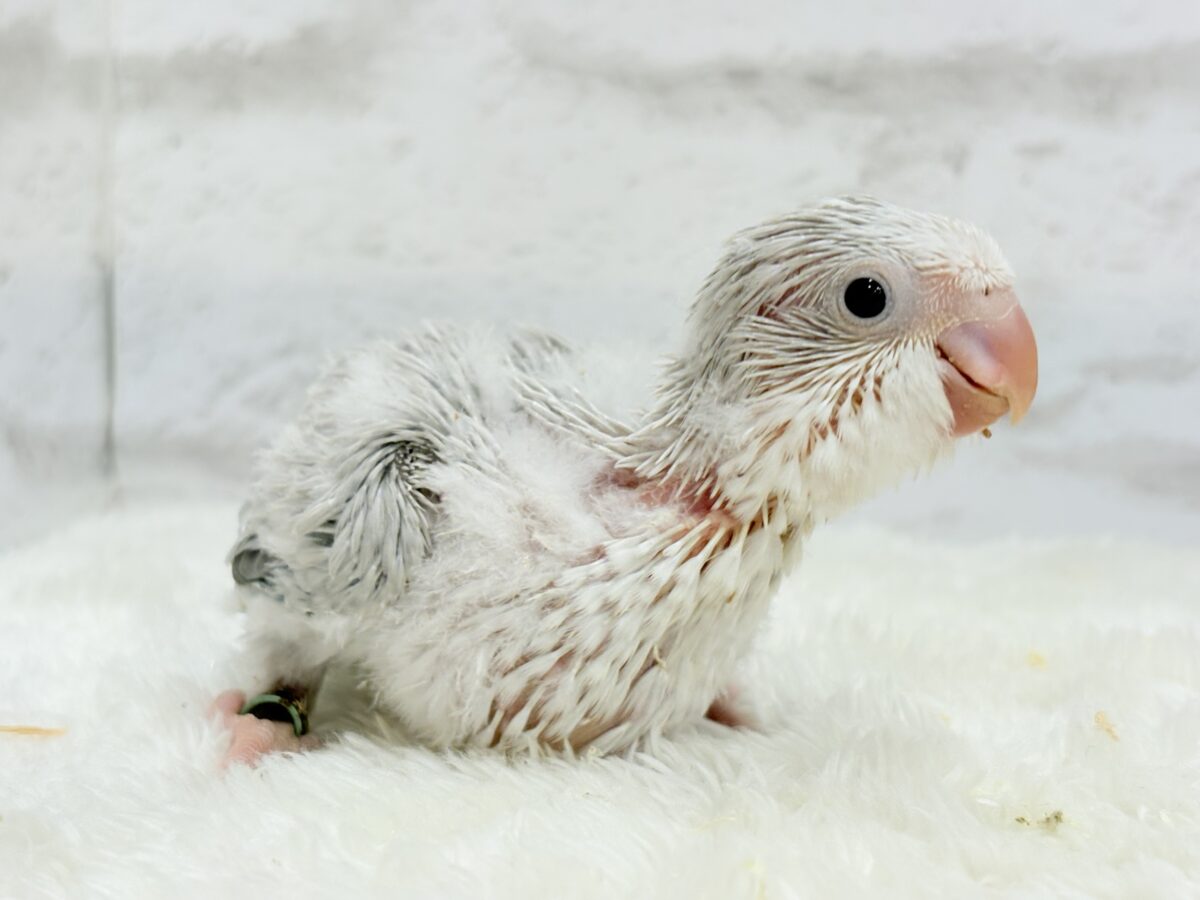 オキナインコ