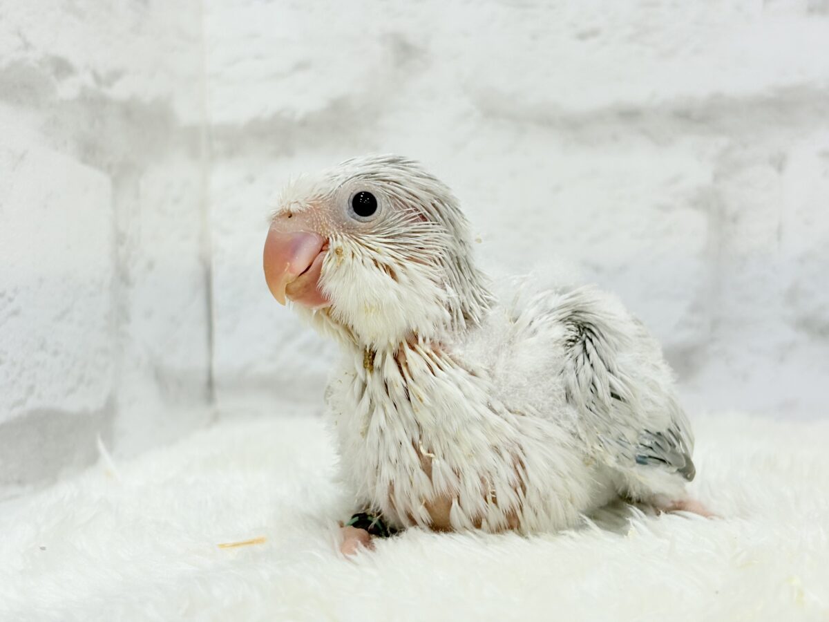 どんぐりクチバシの雪だるま⛄️💜オキナインコ(コバルトパリドオパーリン) ヒナ オキナインコ