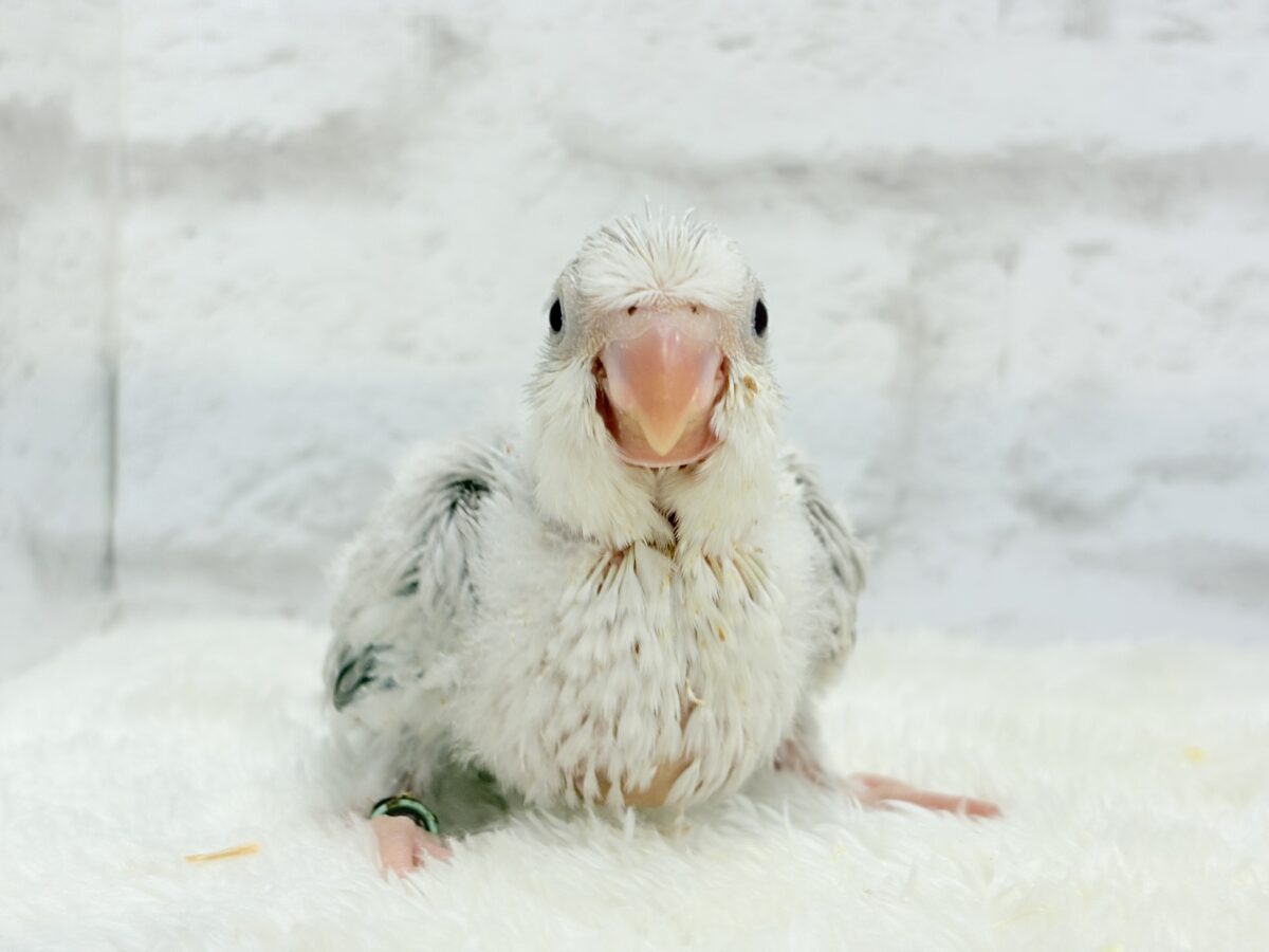 どんぐりクチバシの雪だるま⛄️💜オキナインコ(コバルトパリドオパーリン) ヒナ オキナインコ