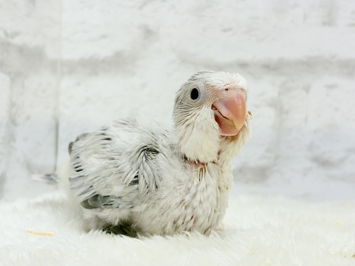 オキナインコ