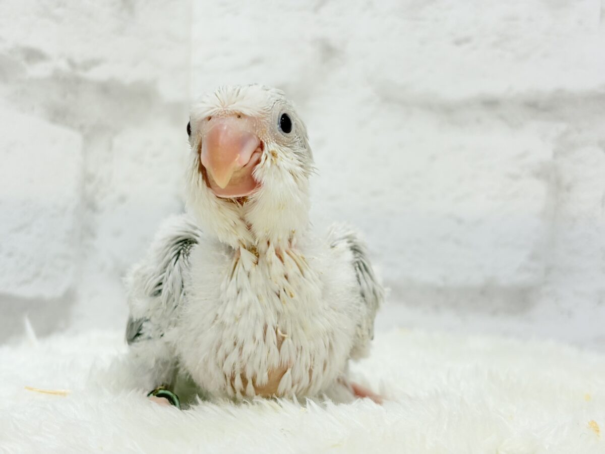 どんぐりクチバシの雪だるま⛄️💜オキナインコ(コバルトパリドオパーリン) ヒナ オキナインコ