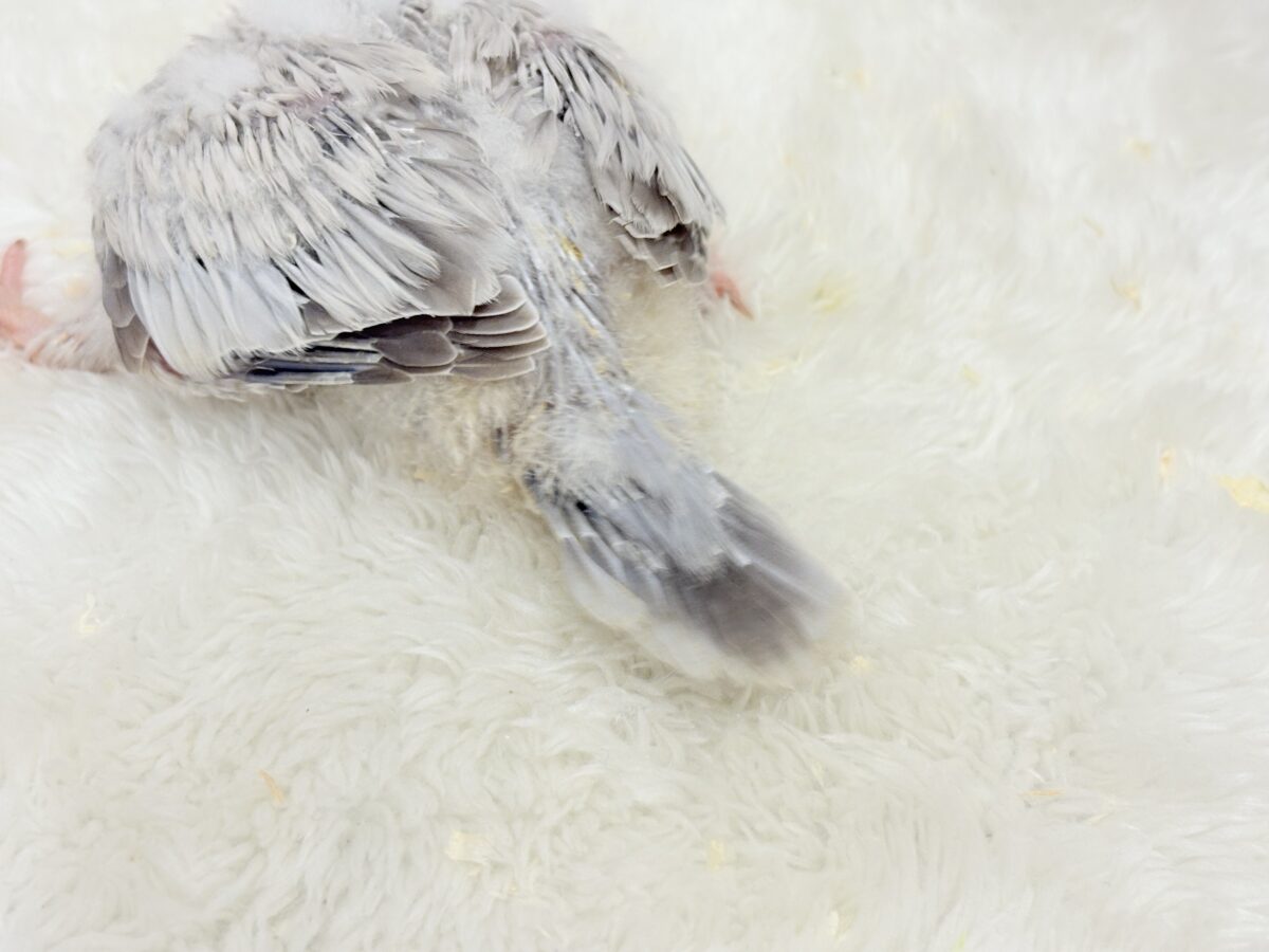 オキナインコ