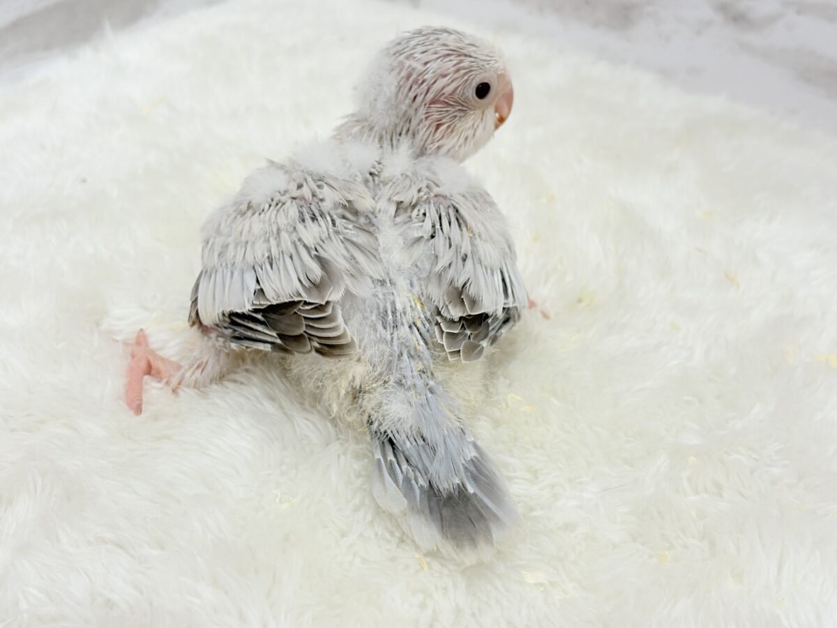 オキナインコ