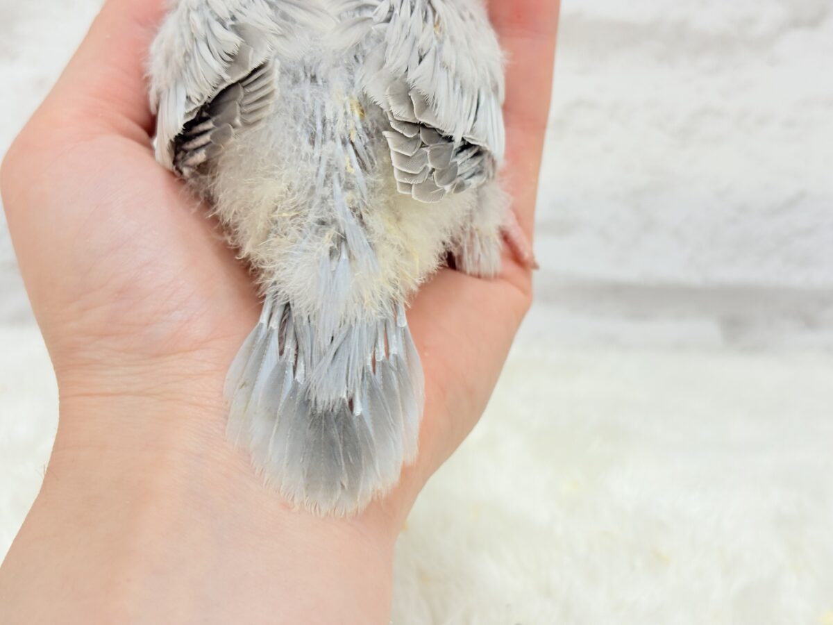 オキナインコ