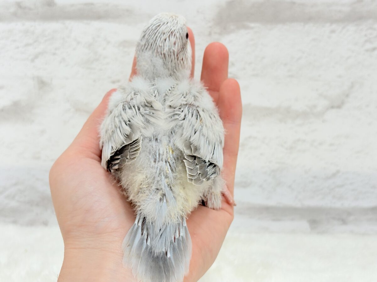 オキナインコ