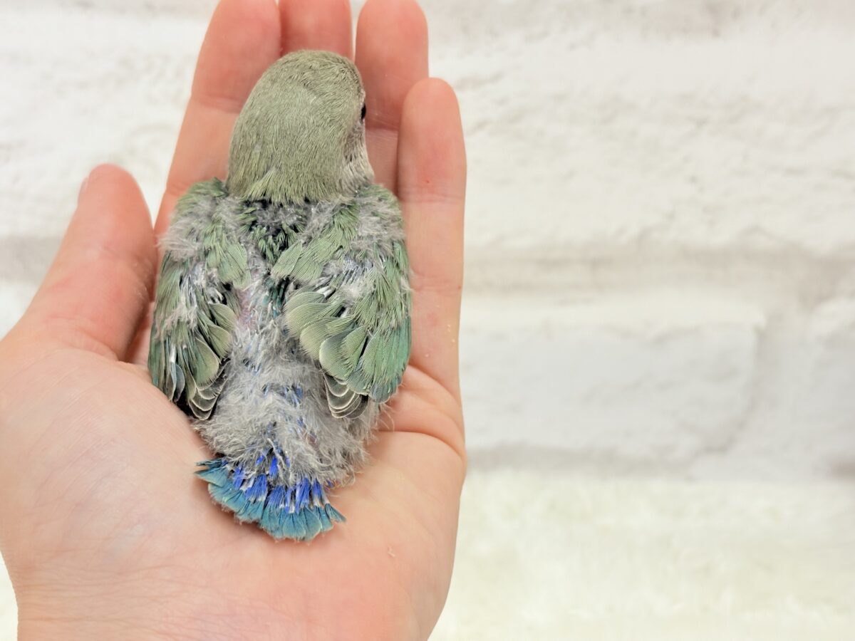 フレッシュグリーンを身に纏い…🌱 ͛.*コザクラインコ(ブルーチェリー) ヒナ コザクラインコ(小桜インコ)