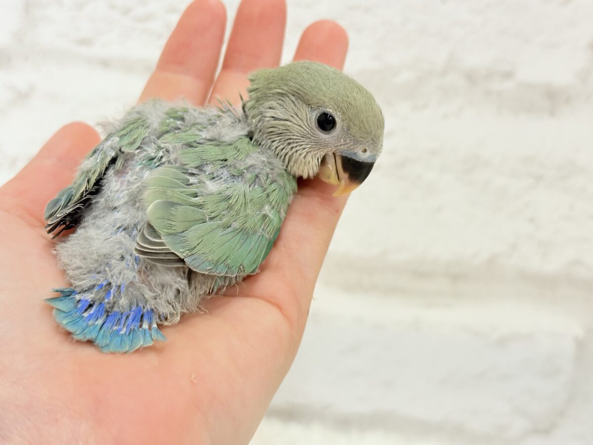 コザクラインコ（小桜インコ）