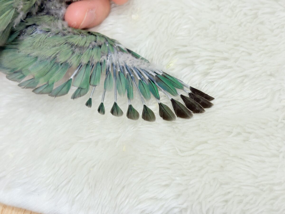 フレッシュグリーンを身に纏い…🌱 ͛.*コザクラインコ(ブルーチェリー) ヒナ コザクラインコ(小桜インコ)