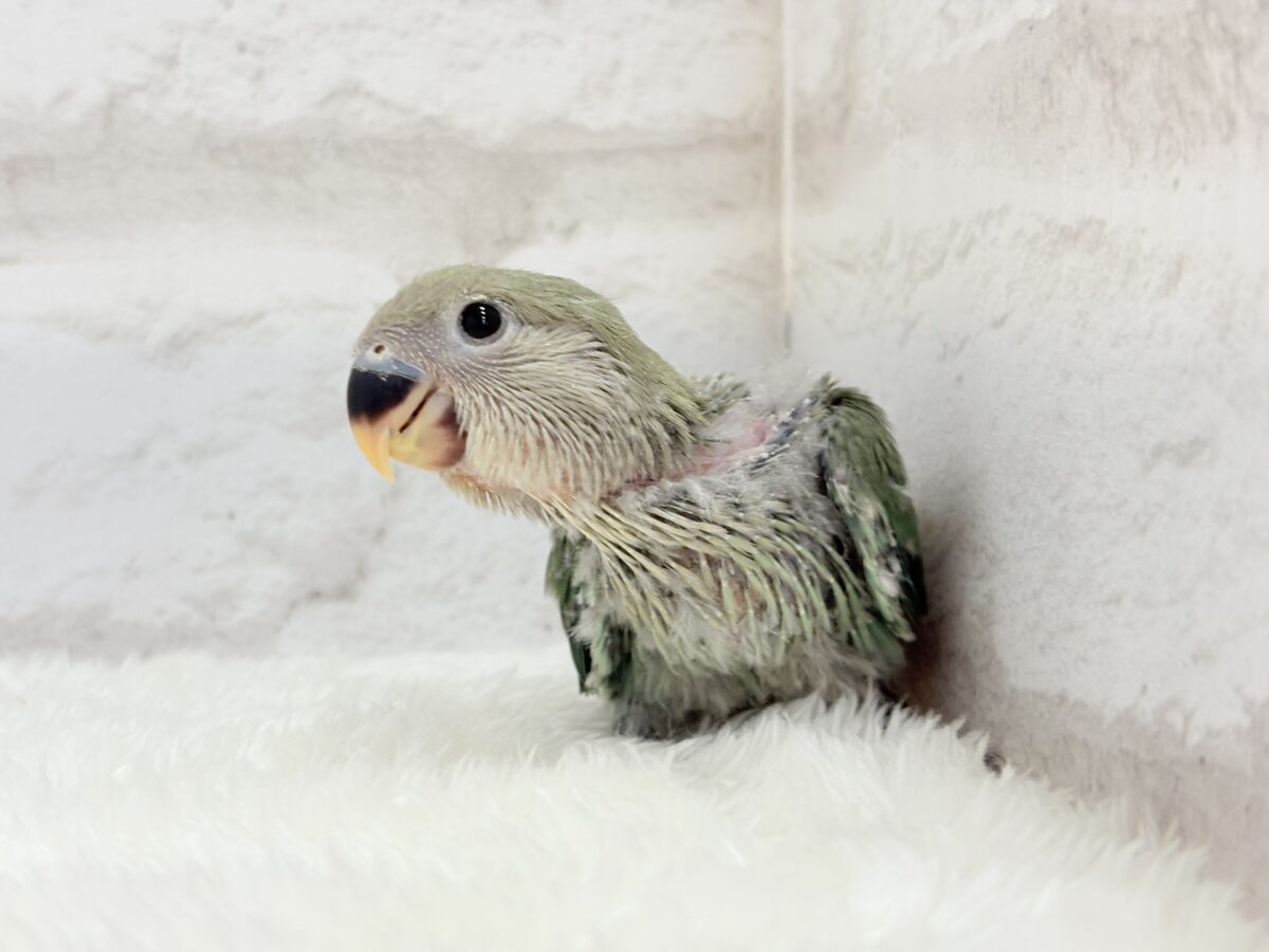 フレッシュグリーンを身に纏い…🌱 ͛.*コザクラインコ(ブルーチェリー) ヒナ コザクラインコ(小桜インコ)