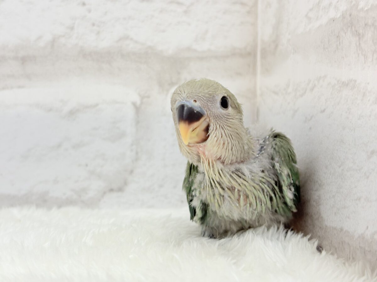 コザクラインコ（小桜インコ）