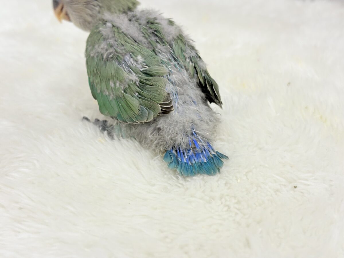 コザクラインコ（小桜インコ）