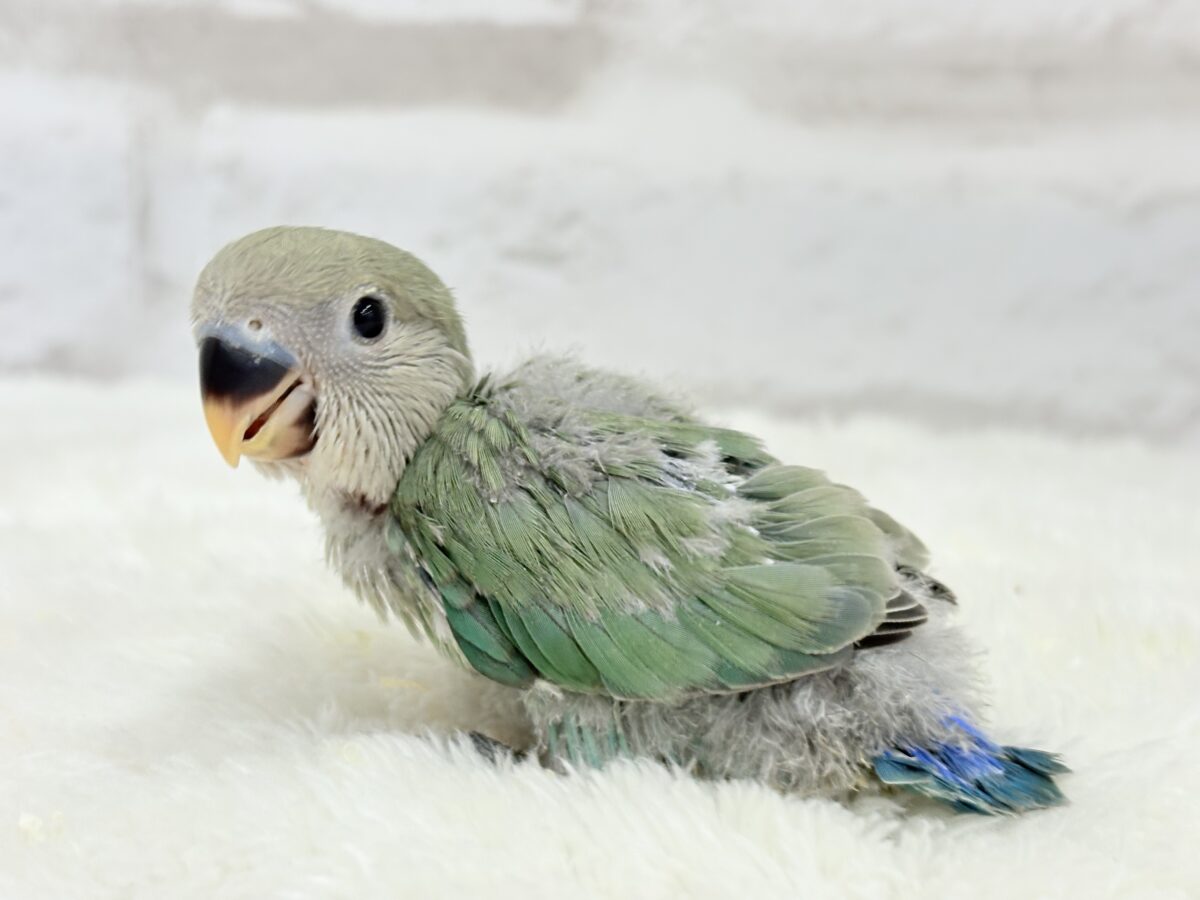 フレッシュグリーンを身に纏い…🌱 ͛.*コザクラインコ(ブルーチェリー) ヒナ コザクラインコ(小桜インコ)
