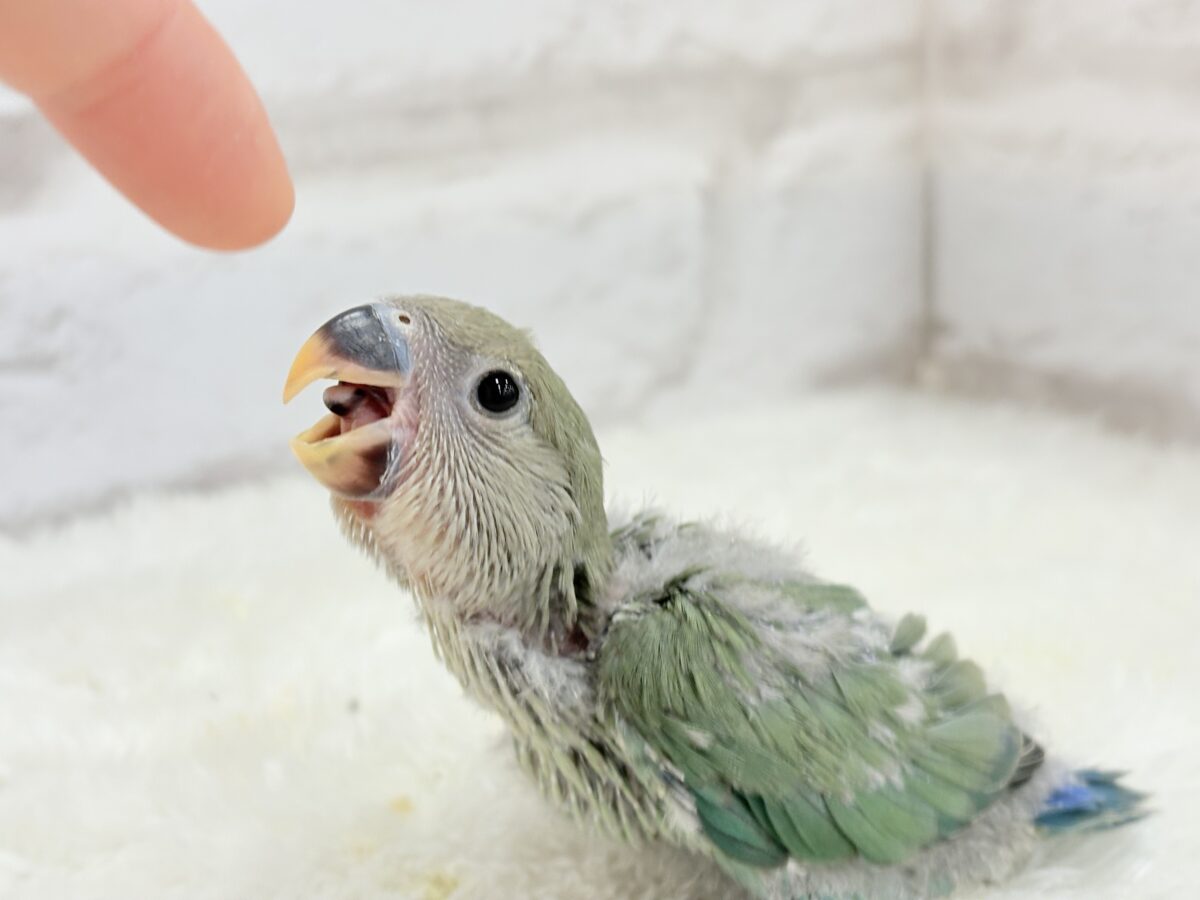 フレッシュグリーンを身に纏い…🌱 ͛.*コザクラインコ(ブルーチェリー) ヒナ コザクラインコ(小桜インコ)