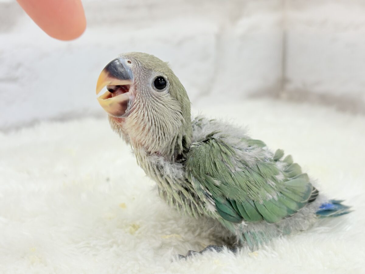 コザクラインコ（小桜インコ）