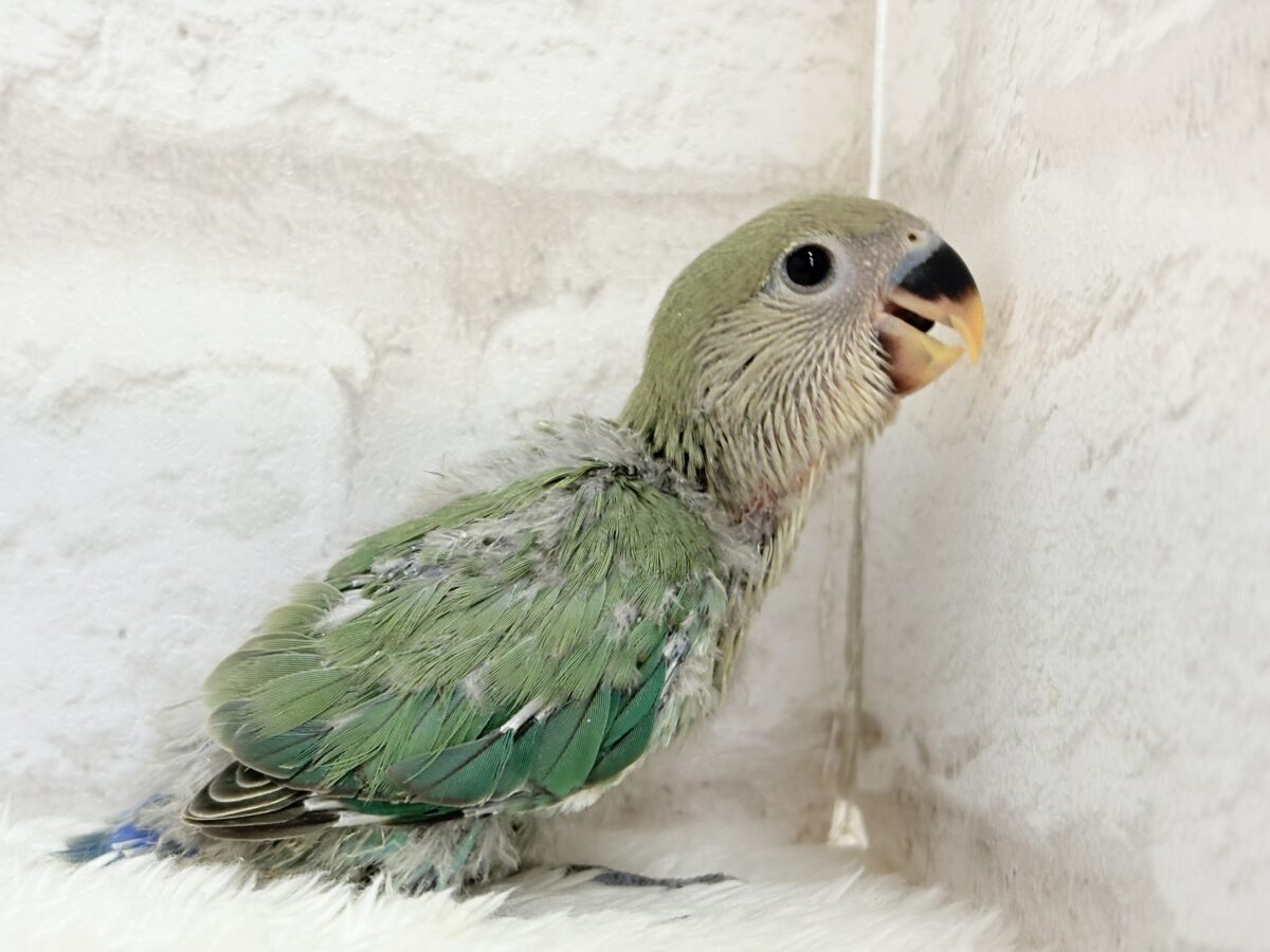 コザクラインコ（小桜インコ）