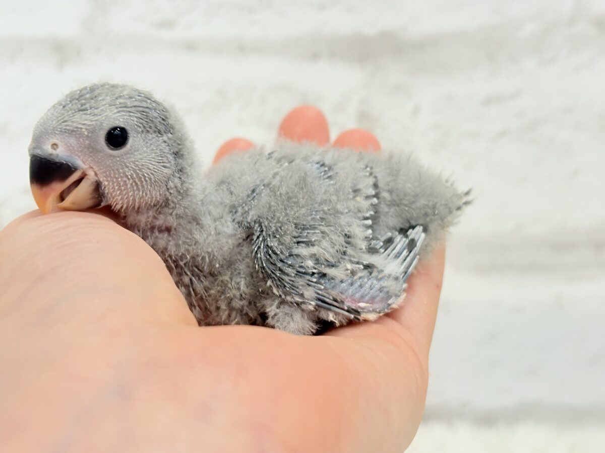 魅力いっぱい魅惑のカラー🐣🩶コザクラインコ(モーブ) ヒナ コザクラインコ(小桜インコ)