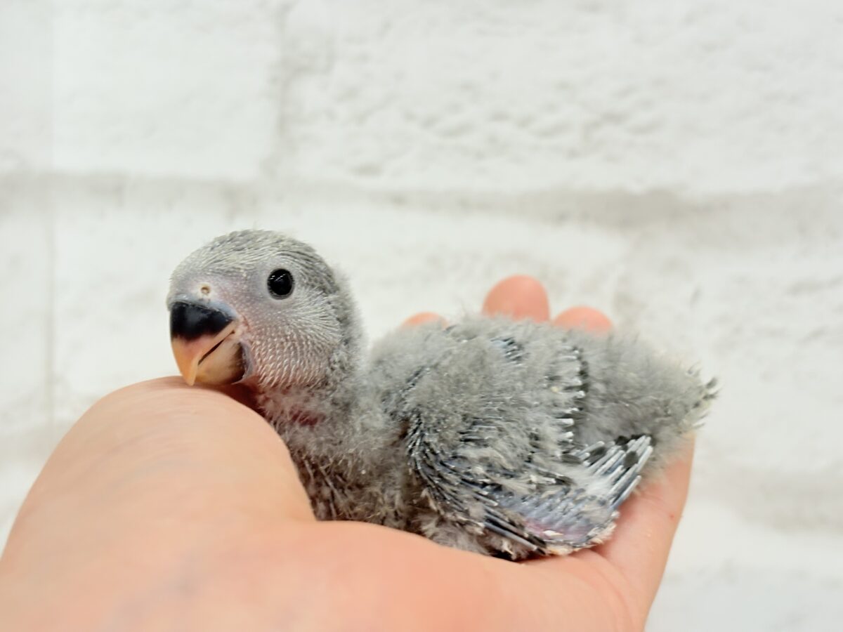 魅力いっぱい魅惑のカラー🐣🩶コザクラインコ(モーブ) ヒナ コザクラインコ(小桜インコ)