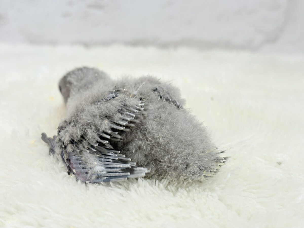 魅力いっぱい魅惑のカラー🐣🩶コザクラインコ(モーブ) ヒナ コザクラインコ(小桜インコ)