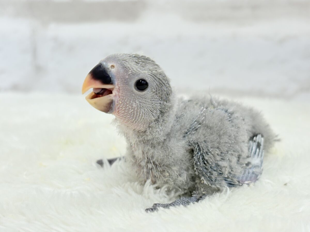 魅力いっぱい魅惑のカラー🐣🩶コザクラインコ(モーブ) ヒナ コザクラインコ(小桜インコ)