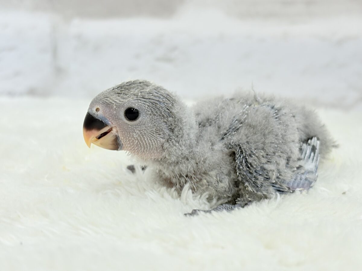魅力いっぱい魅惑のカラー🐣🩶コザクラインコ(モーブ) ヒナ コザクラインコ(小桜インコ)