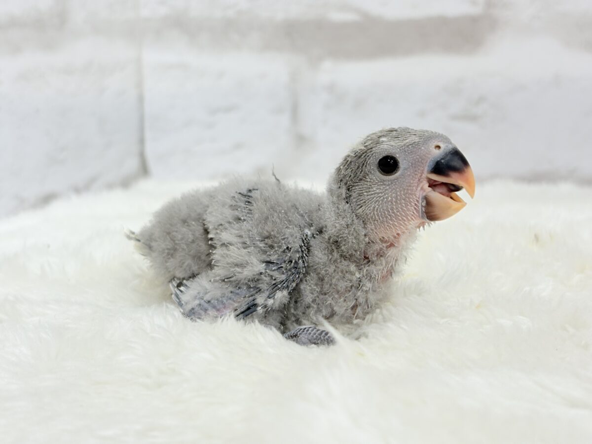 魅力いっぱい魅惑のカラー🐣🩶コザクラインコ(モーブ) ヒナ コザクラインコ(小桜インコ)