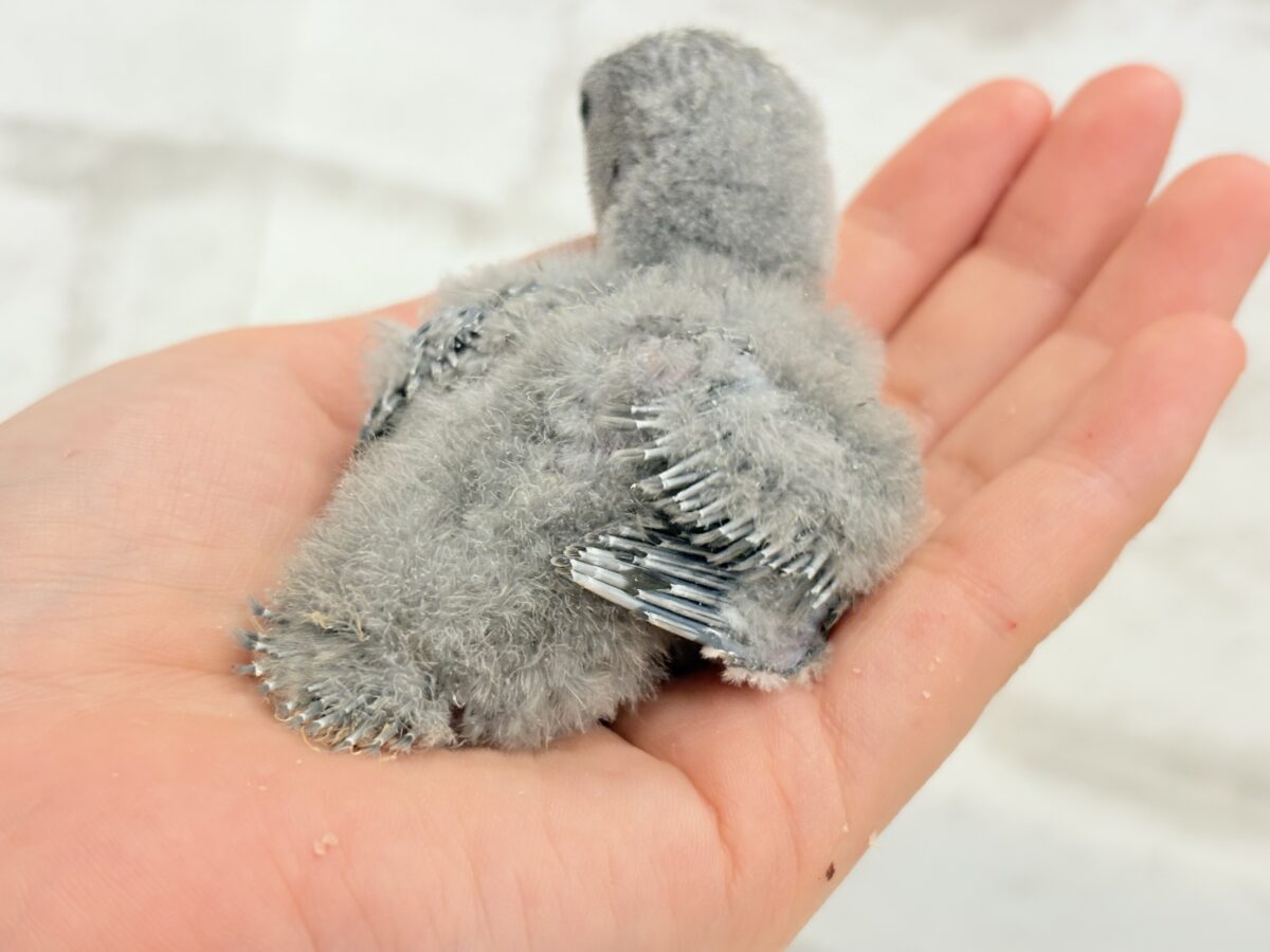 魅力いっぱい魅惑のカラー🐣🩶コザクラインコ(モーブ) ヒナ コザクラインコ(小桜インコ)