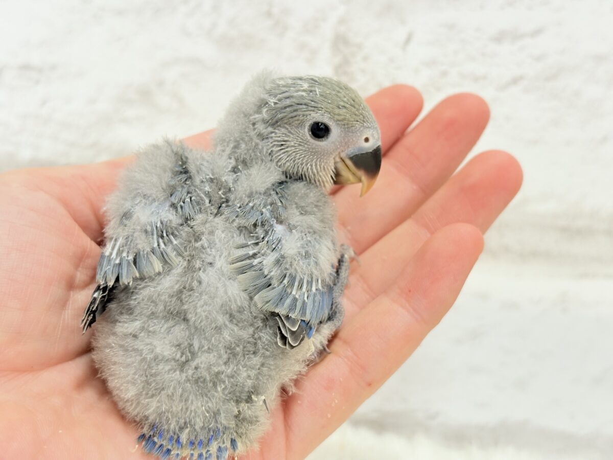 わた毛たっぷりベビちゃん🐣💜コザクラインコ(バイオレット) ヒナ コザクラインコ(小桜インコ)