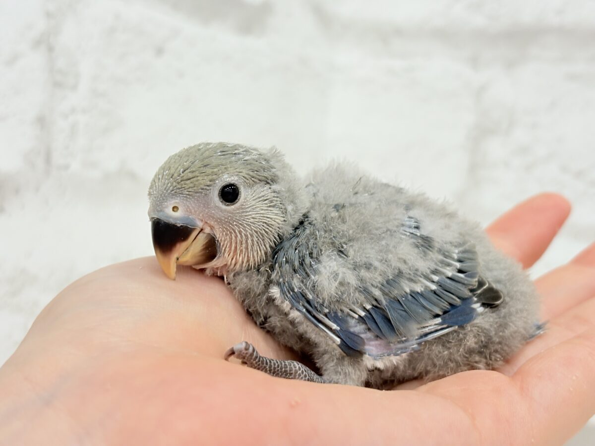 わた毛たっぷりベビちゃん🐣💜コザクラインコ(バイオレット) ヒナ コザクラインコ(小桜インコ)