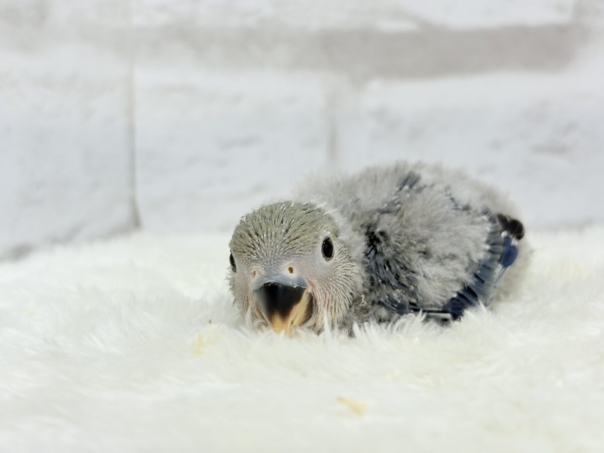 わた毛たっぷりベビちゃん🐣💜コザクラインコ(バイオレット) ヒナ コザクラインコ(小桜インコ)