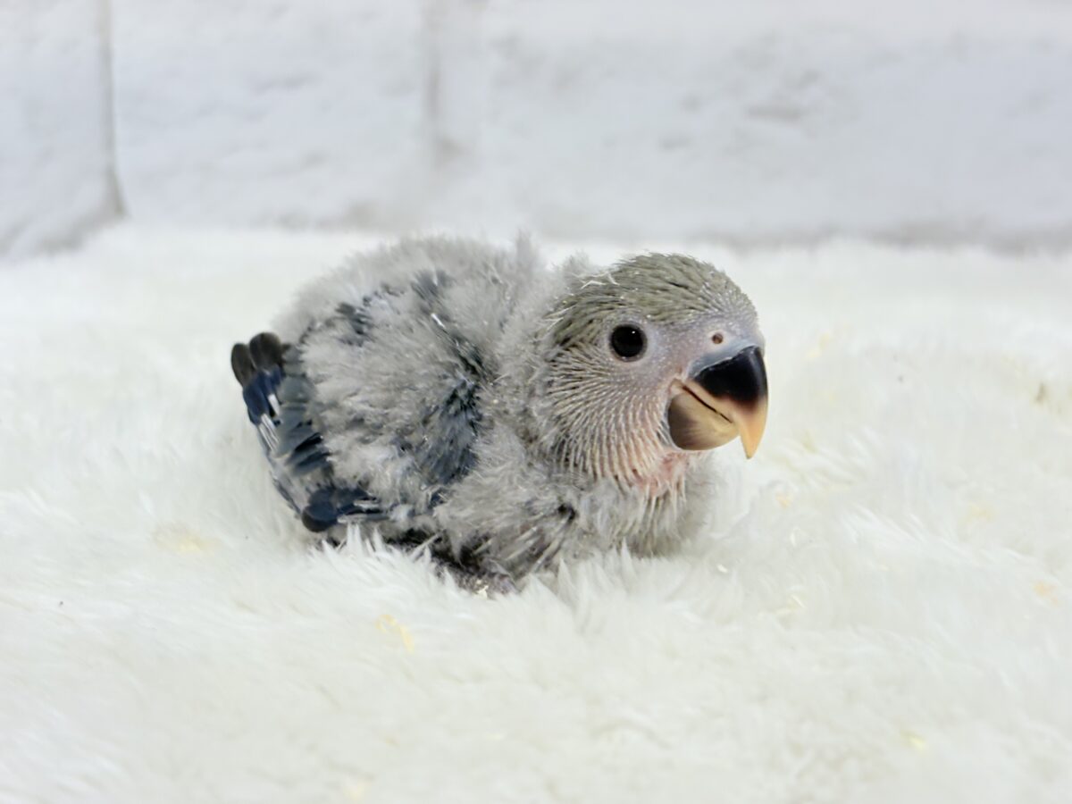 わた毛たっぷりベビちゃん🐣💜コザクラインコ(バイオレット) ヒナ コザクラインコ(小桜インコ)