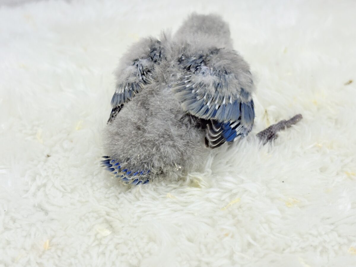 わた毛たっぷりベビちゃん🐣💜コザクラインコ(バイオレット) ヒナ コザクラインコ(小桜インコ)