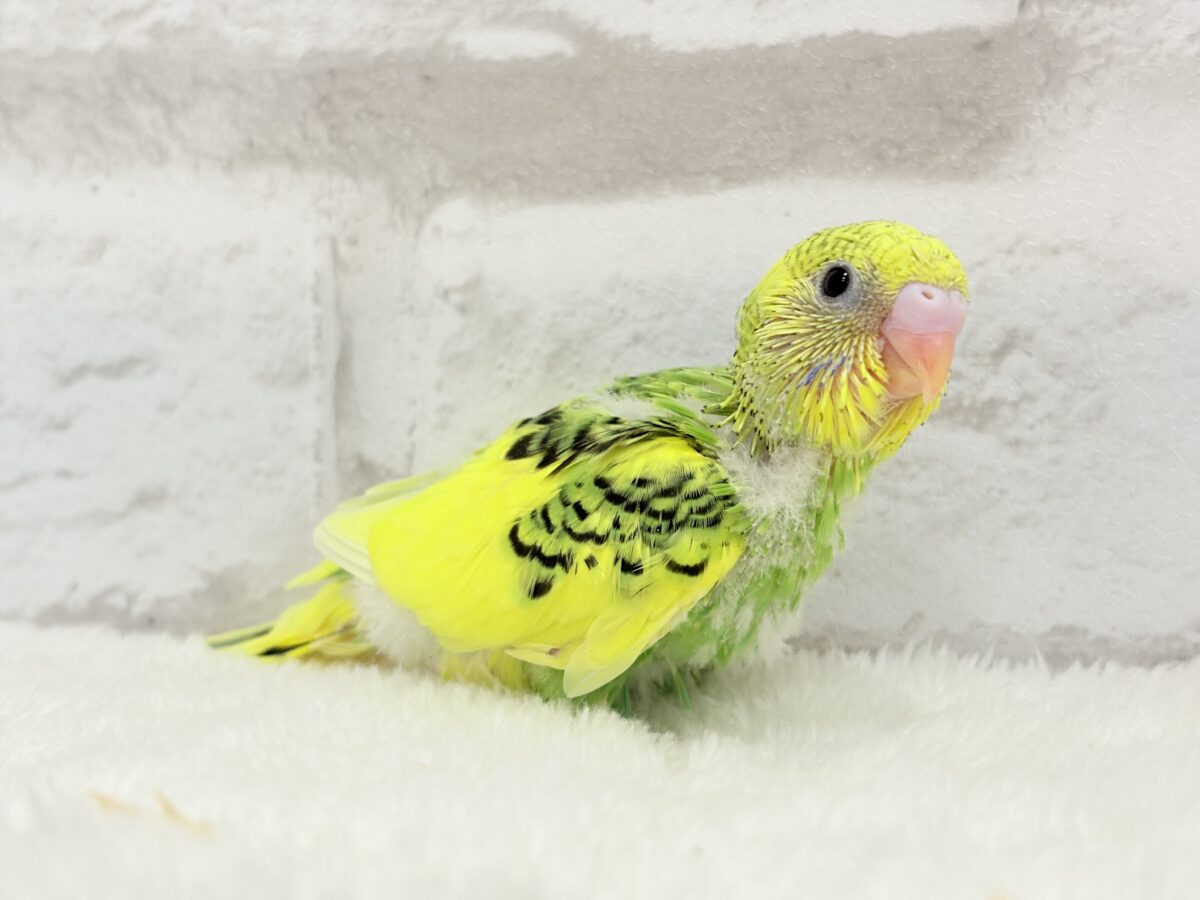 ビタミンカラーのお花が咲いた🐣🌼セキセイインコ(パイド) ヒナ セキセイインコ