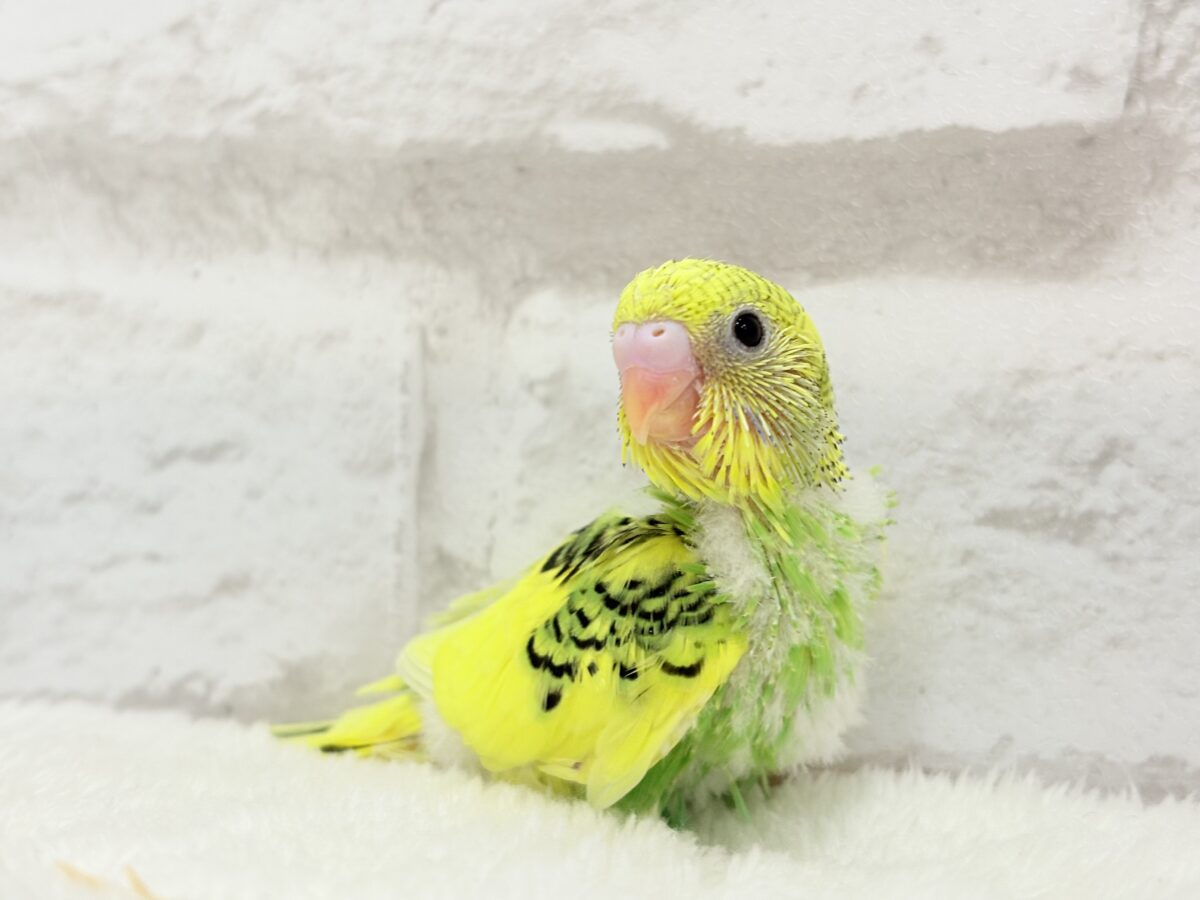 ビタミンカラーのお花が咲いた🐣🌼セキセイインコ(パイド) ヒナ セキセイインコ