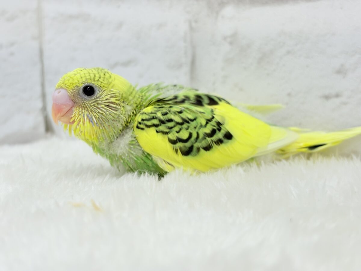 ビタミンカラーのお花が咲いた🐣🌼セキセイインコ(パイド) ヒナ セキセイインコ