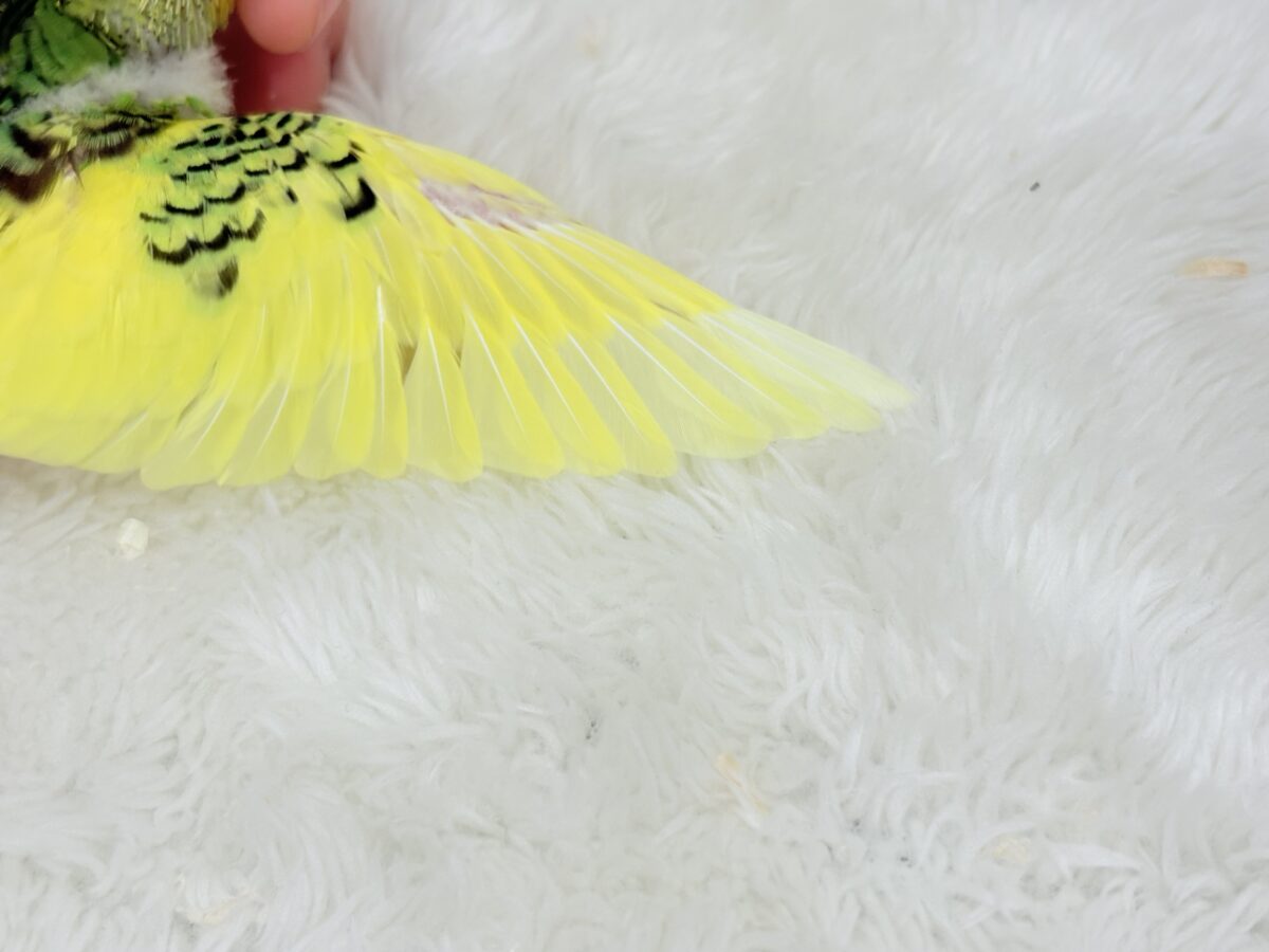 ビタミンカラーのお花が咲いた🐣🌼セキセイインコ(パイド) ヒナ セキセイインコ