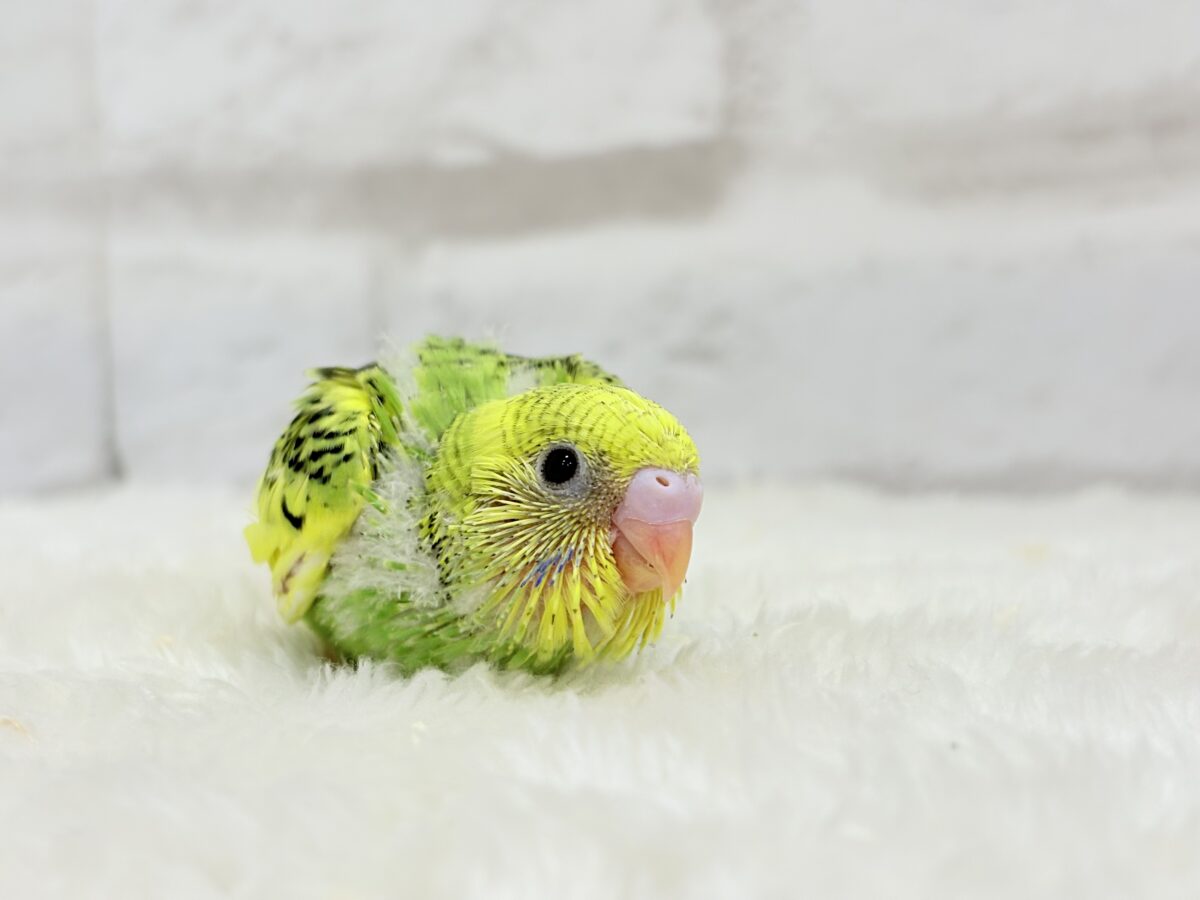 ビタミンカラーのお花が咲いた🐣🌼セキセイインコ(パイド) ヒナ セキセイインコ