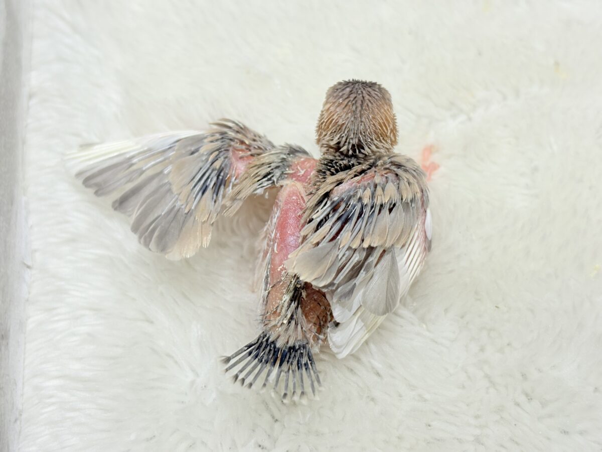 目に映る世界、見てみたい🐣🌏パステル文鳥 ヒナ パステル文鳥