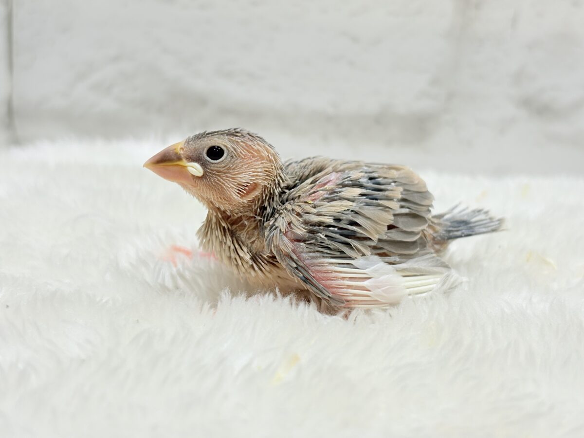 目に映る世界、見てみたい🐣🌏パステル文鳥 ヒナ パステル文鳥