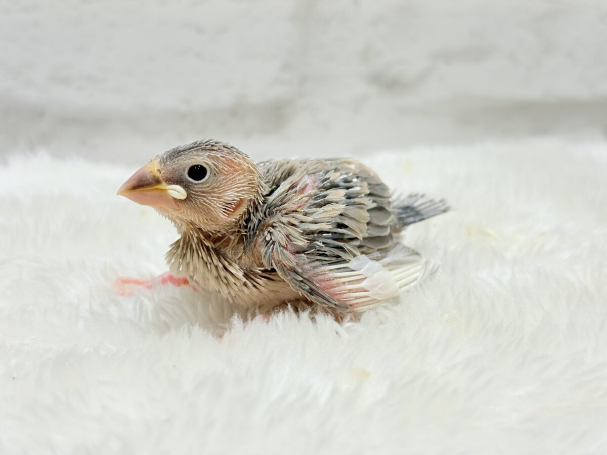 目に映る世界、見てみたい🐣🌏パステル文鳥 ヒナ パステル文鳥