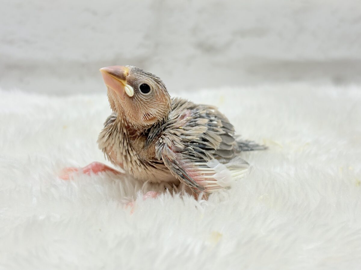目に映る世界、見てみたい🐣🌏パステル文鳥 ヒナ パステル文鳥